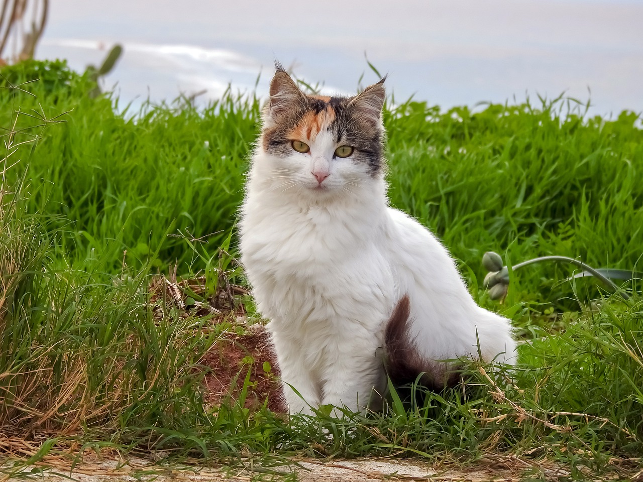 cat, stray cat, animal-5801324.jpg